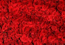 Declaraciones de Amor: Divertidas, Emocionadas y Anhelantes